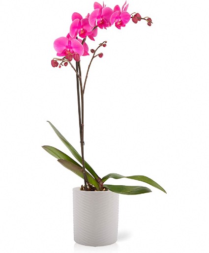 orchids plants 