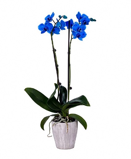 orchids plants Premium  
