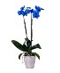 orchids plants Premium  