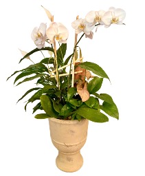 Orchids with Grace Plant