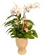 Orchids with Grace Plant