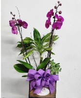 ORCHIDS WITH SUCCULENT PLANTS Order in advance 