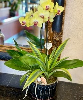 DISH GARDEN WITH ORCHID 