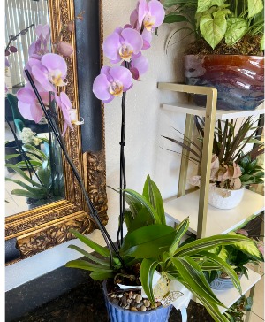 DISH GARDEN WITH ORCHID 