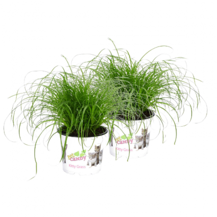Organic Cyperus Zumula Deluxe cat grass 