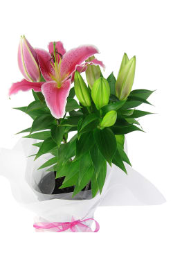 Oriental Lily Plant 