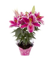 Oriental Pink Lily 6