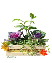 Ornamental Cabbages Seasonal Planter