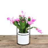 Ornamental Christmas Cactus Plant