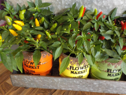 Ornamental Pepper Plant In A Ceramic Pot Potted Plant In