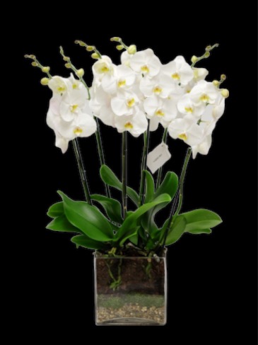 Elegant Orchid Plant  in Falls Church, VA | Geno's Flowers