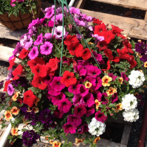 Our Famous Homegrown Hanging Baskets 
