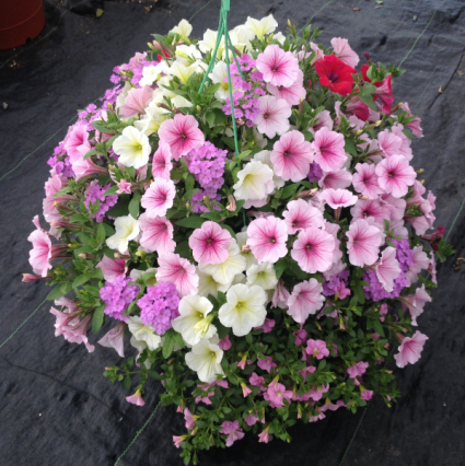 Our Famous Homegrown Hanging Baskets