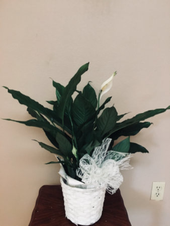 Our love and sympathy Plant in Renton, WA | Alicia's Wonderland II Our love and sympathy Plant in Renton, WA | Alicia's Wonderland II