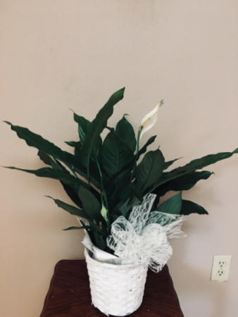 Our love and sympathy Plant