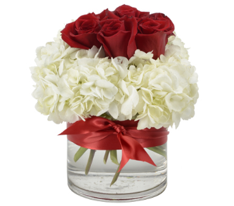 OUR LOVE 6 Red Roses & White Hydrangea