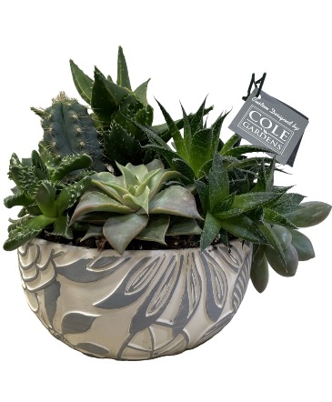 Our Own Succulent Dish Garden Dish Garden in Concord, NH | COLE GARDENS