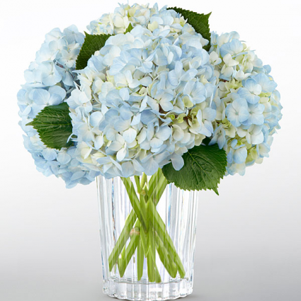 OUR SPECIAL OFFER TODAY BLUE & WHITE HYDRANGEA ONLY $4.00 STEM