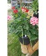 Out Door Patio Pot plant