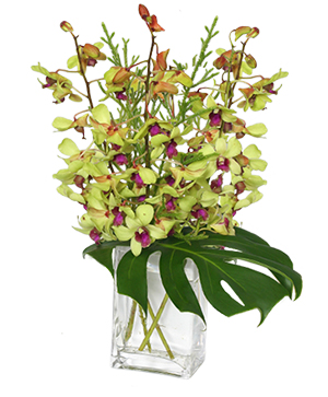 OUT OF THIS WORLD Orchid Arrangement