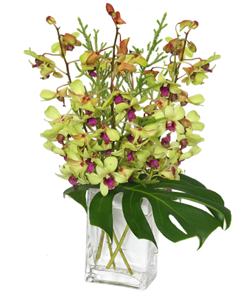 OUT OF THIS WORLD Orchid Arrangement in Cary, NC | GCG FLOWER & PLANT DESIGN