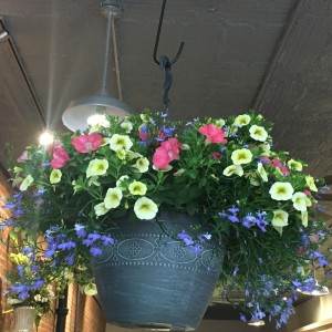 Outdoor Annuals Hanging  basket