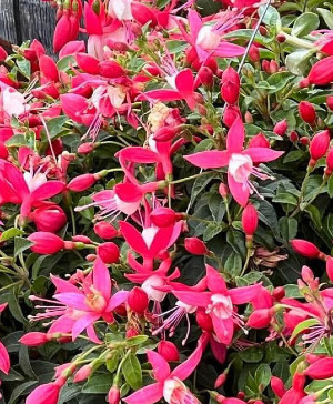 Outdoor Blooming Baskets Designer's Choice