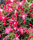 Outdoor Blooming Baskets Designer's Choice