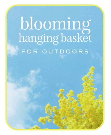 Outdoor Blooming Hanging Basket Plant
