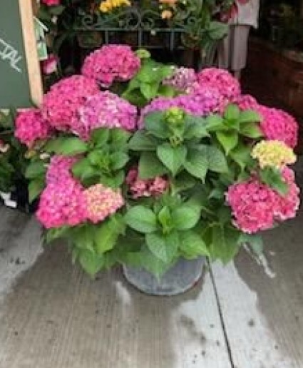 Outdoor Blooming Hydrangea 