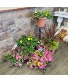 Outdoor Blooming Patio or Hanging Pots 