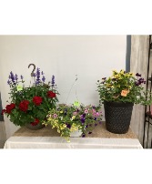Outdoor Blooming Plants Plants