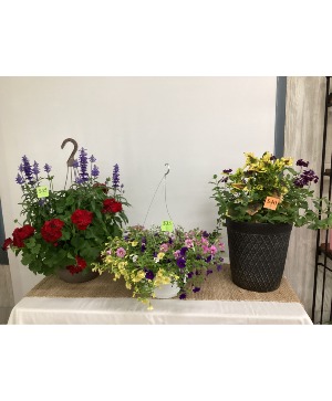 Outdoor Blooming Plants Plants