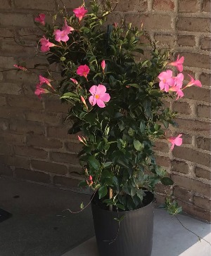 Outdoor Dipladenia Trellis 