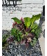 Outdoor Fall Mixed Planter 