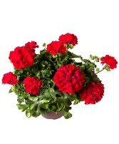 outdoor Geranium Patio Pot patio pot