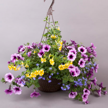 Outdoor Hanging Basket HB10 in Rapid City, SD | Flowers By LeRoy