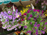 Outdoor Hanging Basket Assorted hanging annual basket