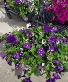 12 " Sunshine Combo Hanging Basket