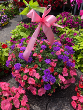  Outdoor Hanging Basket  Blooming Patio Plant in Youngstown, OH | BLOOMING CRAZY FLOWERS AND GIFTS