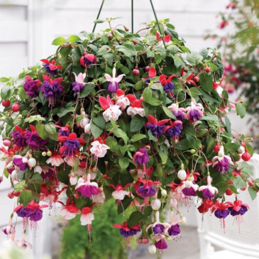 Outdoor hanging basket Hanging basket for shade or sun. in Pelican Rapids, MN | Brown Eyed Susans Floral
