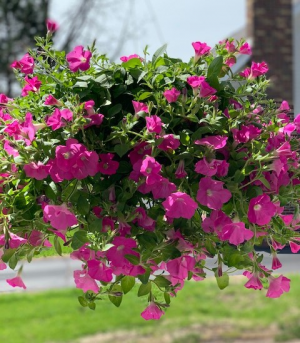 Outdoor Hanging Basket Outdoor Plant