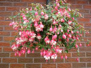 Outdoor Hanging Basket Shady 