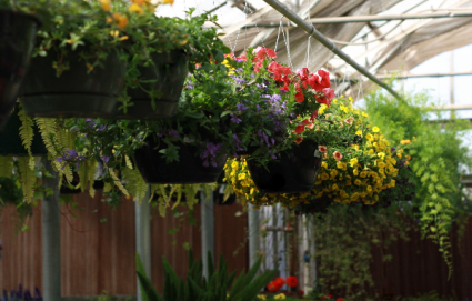outdoor hanging baskets plant