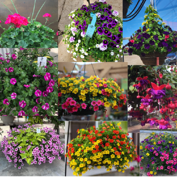 Outdoor Hanging Baskets and Patio Planters PREORDER TODAY QUANTITIES LIMITED! in Blaine, MN | ADDIE LANE FLORAL & GIFTS