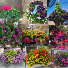 Outdoor Hanging Baskets  PREORDER TODAY QUANTITIES LIMITED!
