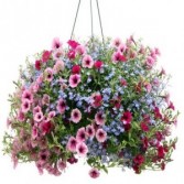 Outdoor Hanging Baskets Beautiful Colors Available 