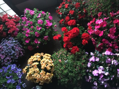 Outdoor hanging baskets  Plant