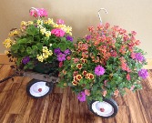 Outdoor hanging baskets Sun or Shade option