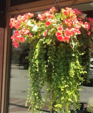 Outdoor Hanging Begonia Creeping Jenny 